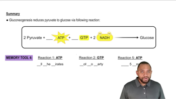 Gluconeogenesis Concept 13