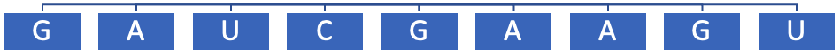 mRNA strand sequence for translation: G A U C G A A G U.