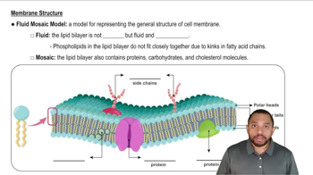 Cell Membranes Concept 2