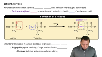 Peptides Concept 1