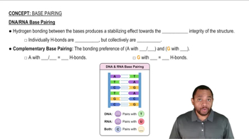 Base Pairing Concept 1