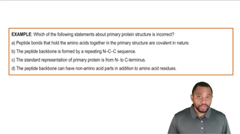 Primary Protein Structure Example 1