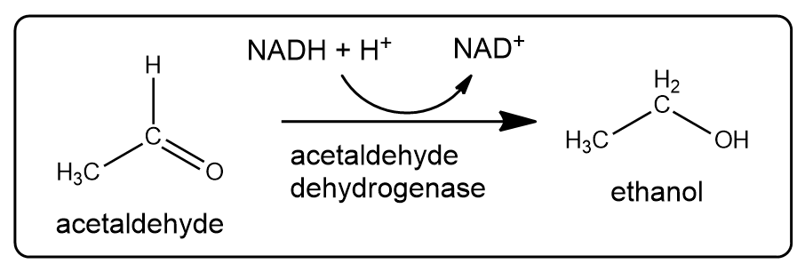 Diagram showing acetaldehyde converting to ethanol via dehydrogenase with NADH and H+.