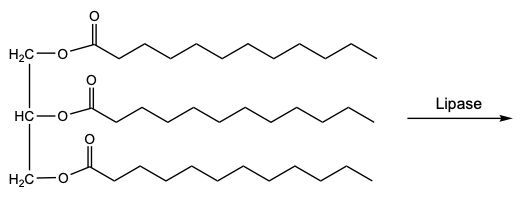 enzymatic hydrolysis of triacylglycerol