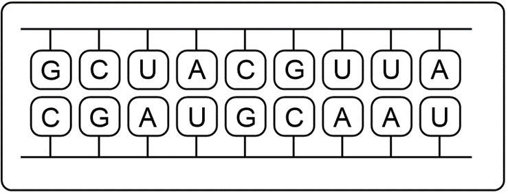 Illustration of mRNA strands for transcription exercise.