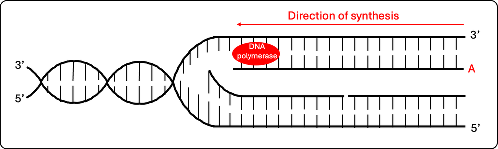 DNA replication fork with DNA polymerase and synthesis direction for strand A shown.