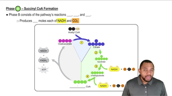 Phase B - Succinyl CoA Formation Concept 3