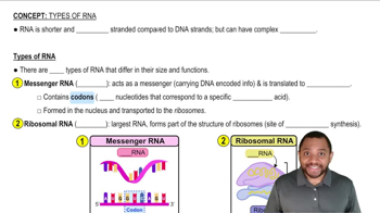 Types of RNA Concept 1