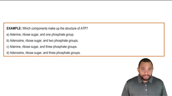 Adenosine Triphosphate (ATP) Example 2