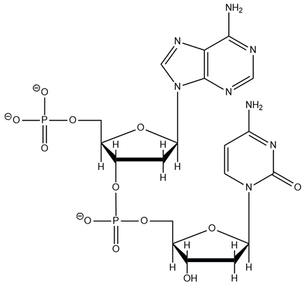 Diagram of dinucleotide AC in RNA, depicting nucleotide arrangement and bonds.