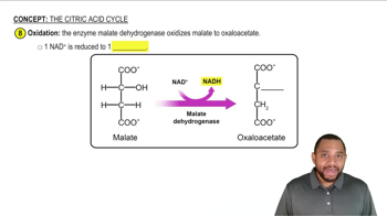 Phase C - Oxaloacetate Regeneration Concept 11