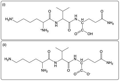 Tripeptide Lys-Val-Gln structure at high pH with ionized groups.