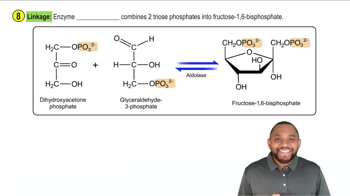 Gluconeogenesis Concept 9