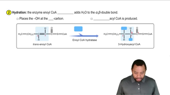 Oxidation of Fatty Acids Concept 5