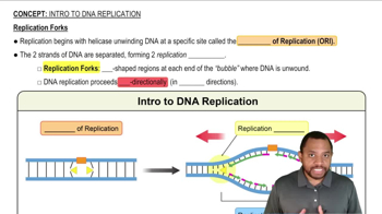 Intro to DNA Replication Concept 3