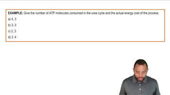 The Urea Cycle Example 1