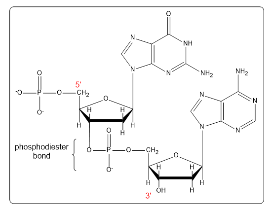 Dinucleotide CT structure with labeled 5' and 3' ends and phosphodiester bond.