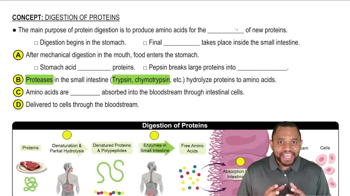 Digestion of Proteins Concept 1