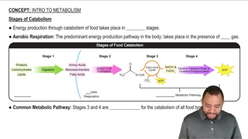 Stages of Catabolism Concept 3