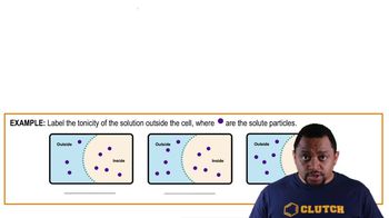 Osmosis Example 2