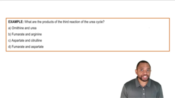 The Urea Cycle Example 4