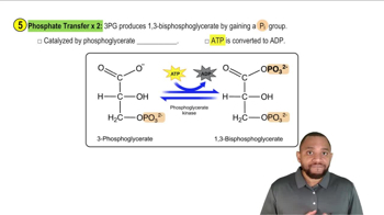 Gluconeogenesis Concept 6