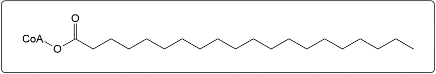 Activated arachidic acid (20:0) structure with an additional oxygen for β-oxidation.