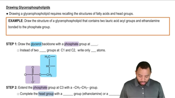 Glycerophospholipids Example 3