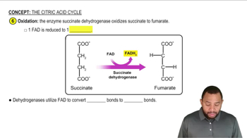 Phase C - Oxaloacetate Regeneration Concept 9