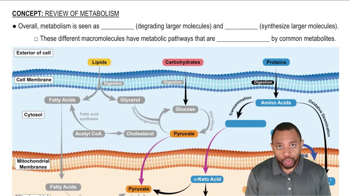 Review of Metabolism Concept 1