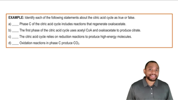 Phases of the Citric Acid Cycle Example 2