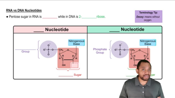 Intro to Nucleic Acids Concept 2