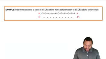 DNA Double Helix Example 1