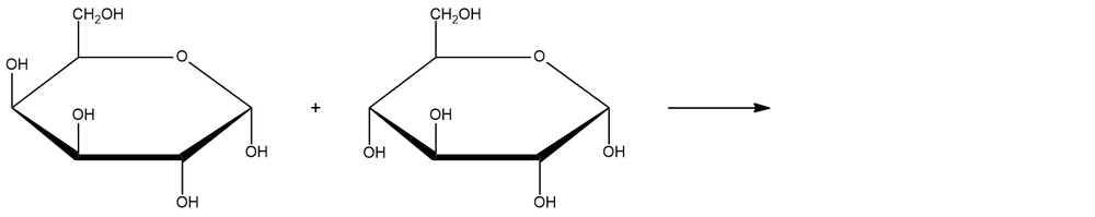 1→6 condensation reaction showing two glucose molecules before reaction.