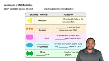 Intro to DNA Replication Concept 2