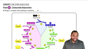 Phase C - Oxaloacetate Regeneration Concept 7