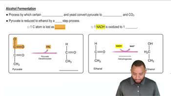 Anaerobic Respiration Concept 4