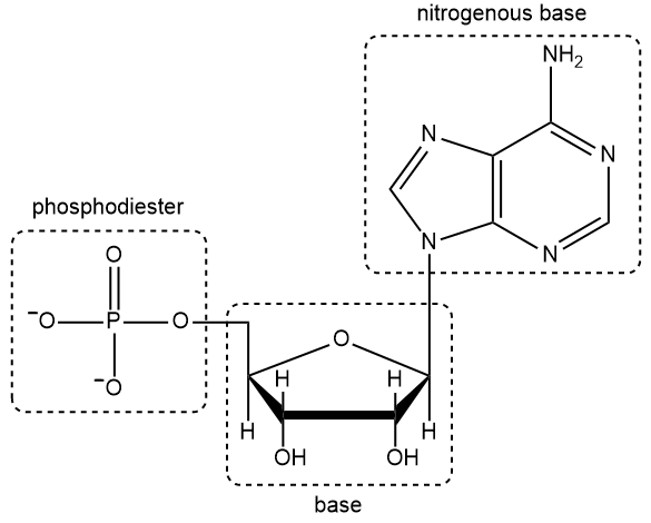 Diagram labeling the phosphodiester bond, base, and nitrogenous base in a nucleic acid structure.