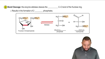 Glycolysis Concept 4