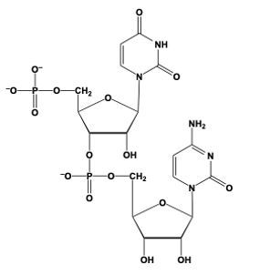 dinucleotide