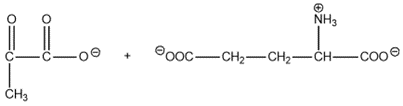 Chemical structures of leucine and alpha-ketoglutarate for amino acid catabolism.