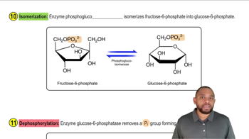 Gluconeogenesis Concept 11