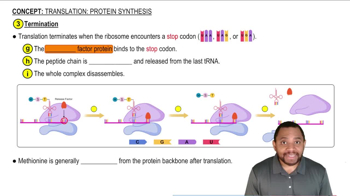 Translation: Protein Synthesis Concept 3