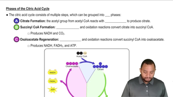 Phases of the Citric Acid Cycle Concept 2