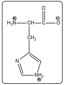 Structure of histidine with a positive charge on both amino groups, showing its fully protonated form.