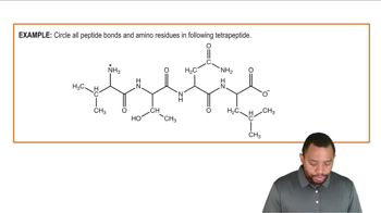 Peptides Example 1