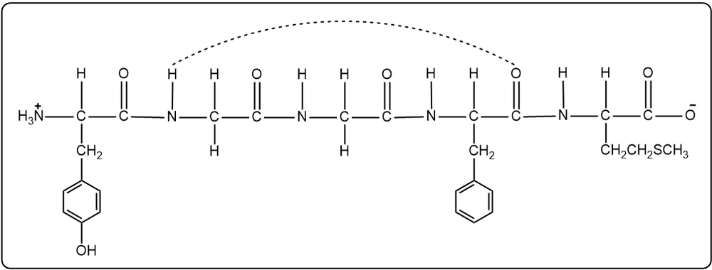 Linear structure of pentapeptide Tyr-Gly-Gly-Phe-Met with hydrogen bonds for α-helix stabilization.