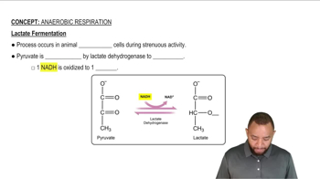 Anaerobic Respiration Concept 3