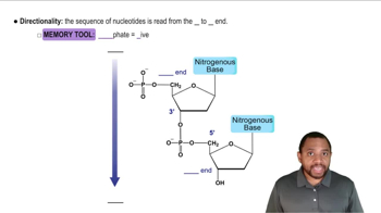 Primary Structure of Nucleic Acids Concept 2