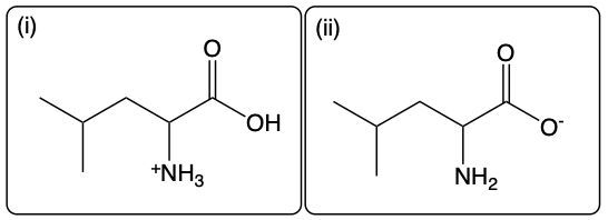 Amino acid Leu structure at high pH with +NH3 and OH groups; low pH with NH2 and O-.